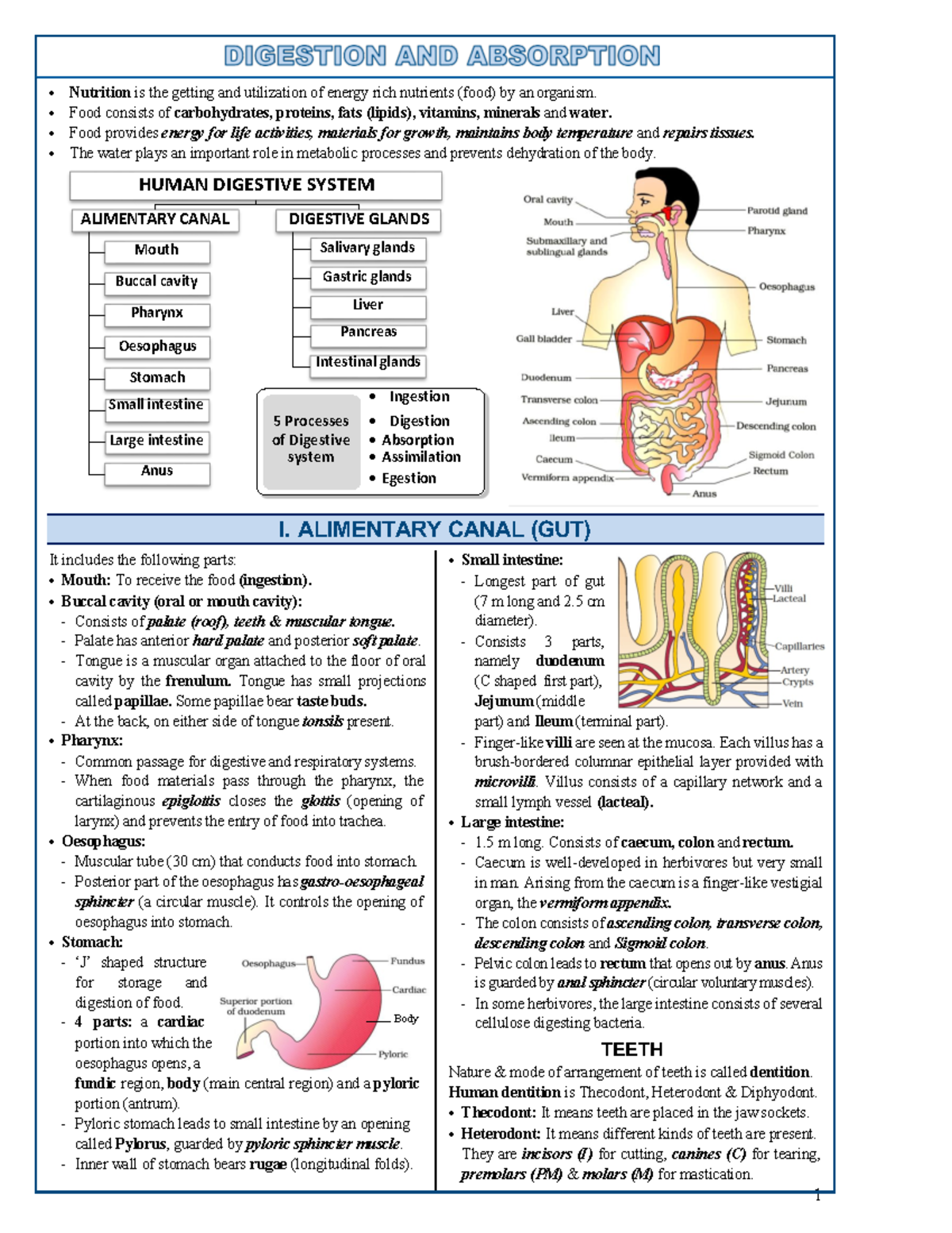 Human Digestive System: Structure, Function, and Disorders (BIO 15 ...