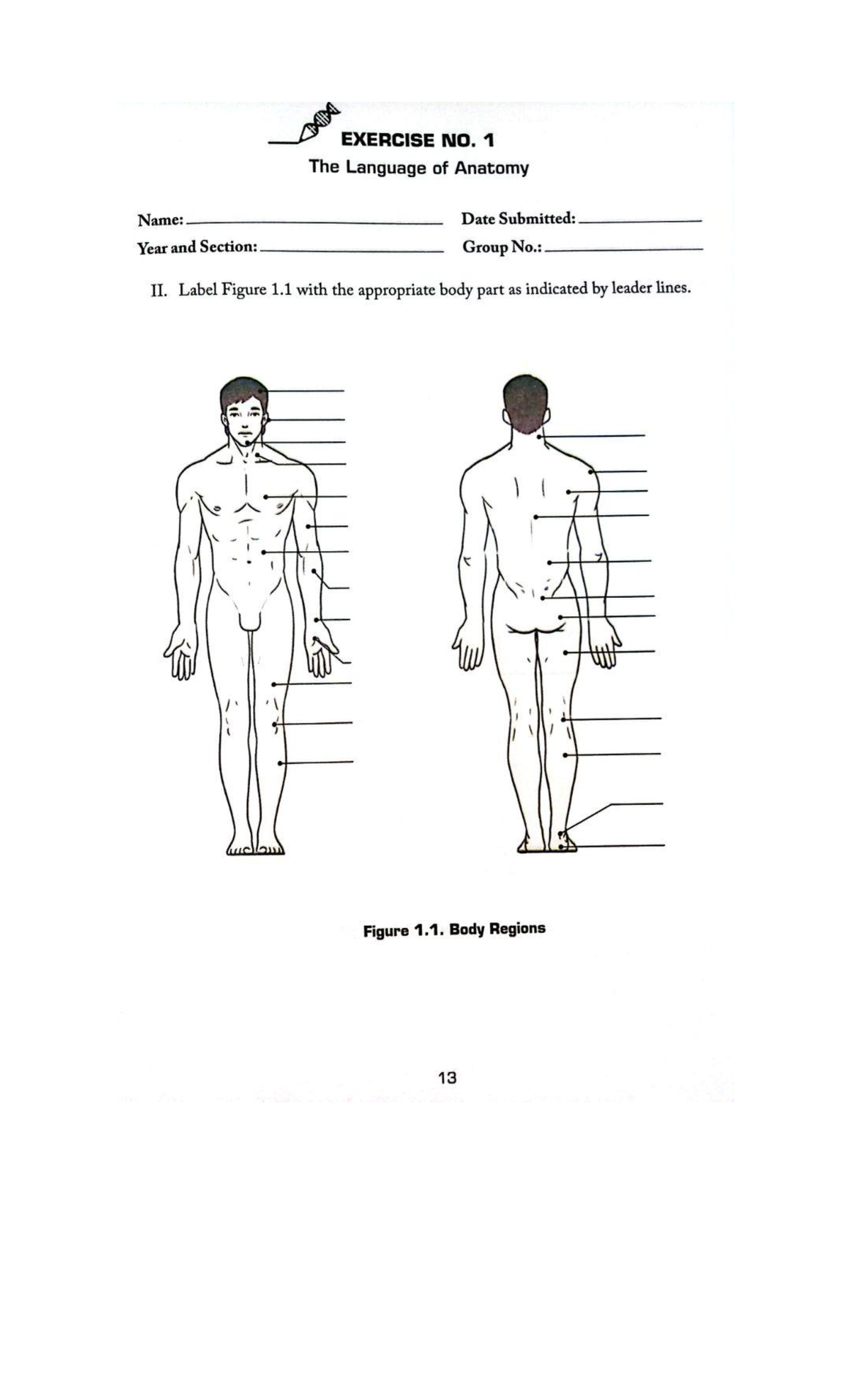 Human Anatomy and Physiology Lab Exercises 1-4 (ANAP 101) - Studocu