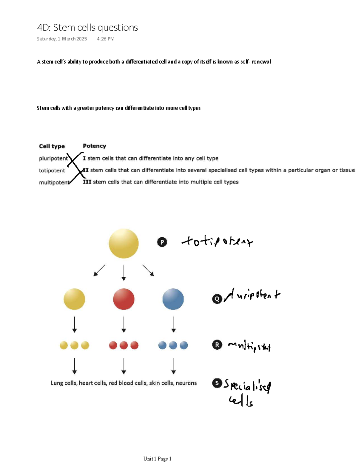 Stem cell questions - A stem cell’s ability to produce both a ...