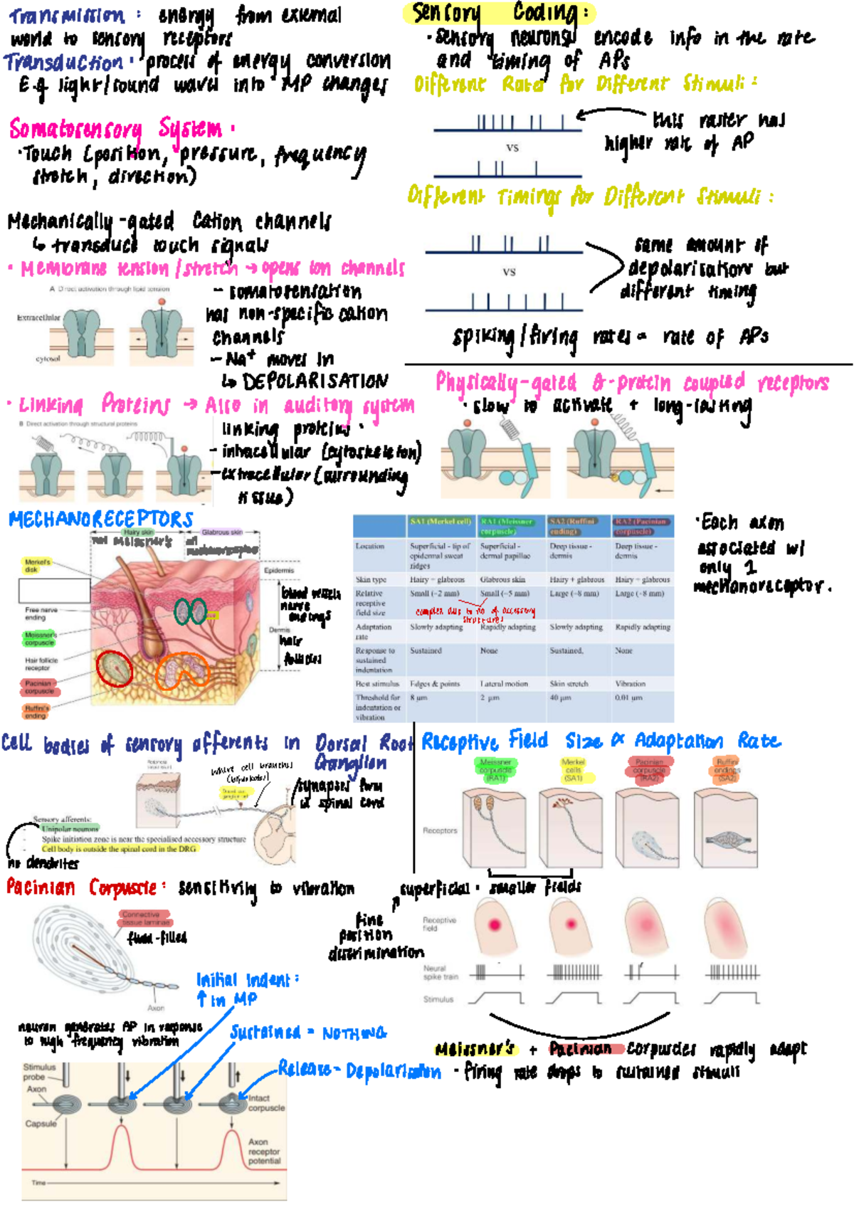 BMS1052 Test 2 Study Guide: Sensory Systems and Motor Control - Studocu