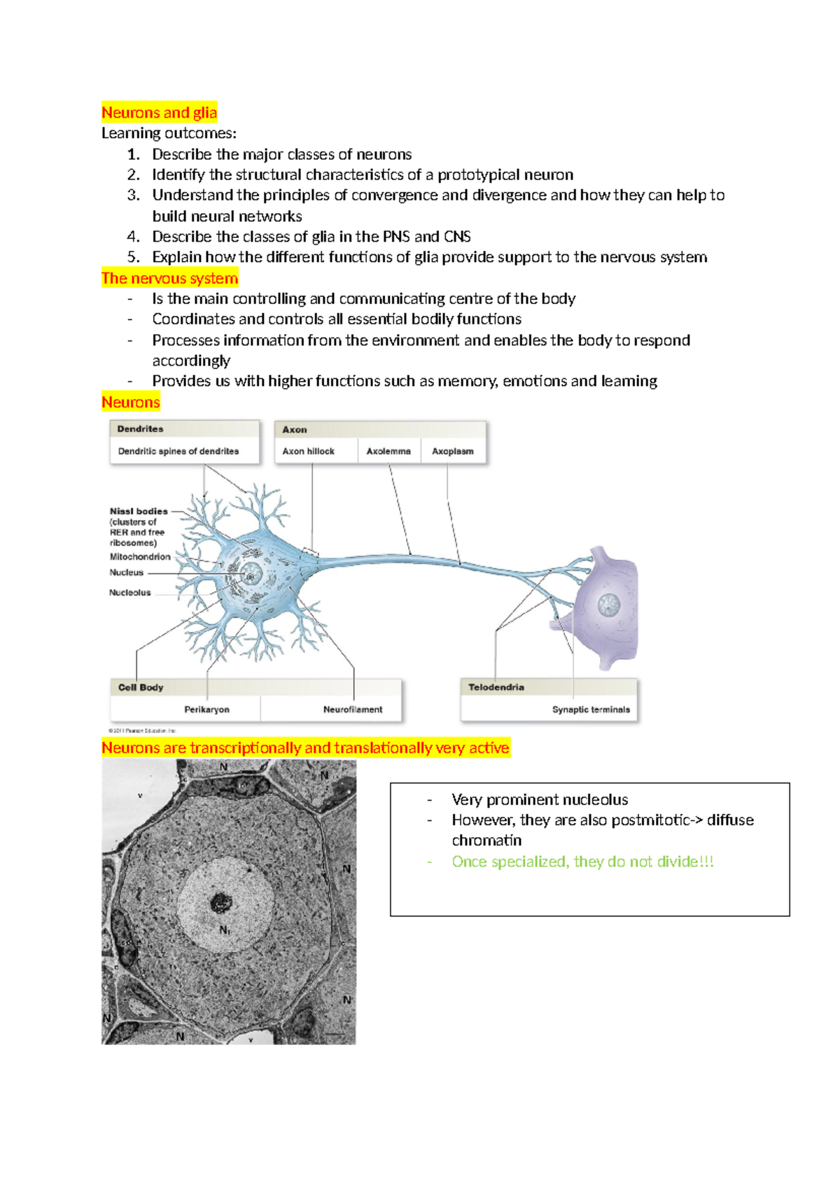 Neurons and glia - detailed lecture notes created from PowerPoints ...