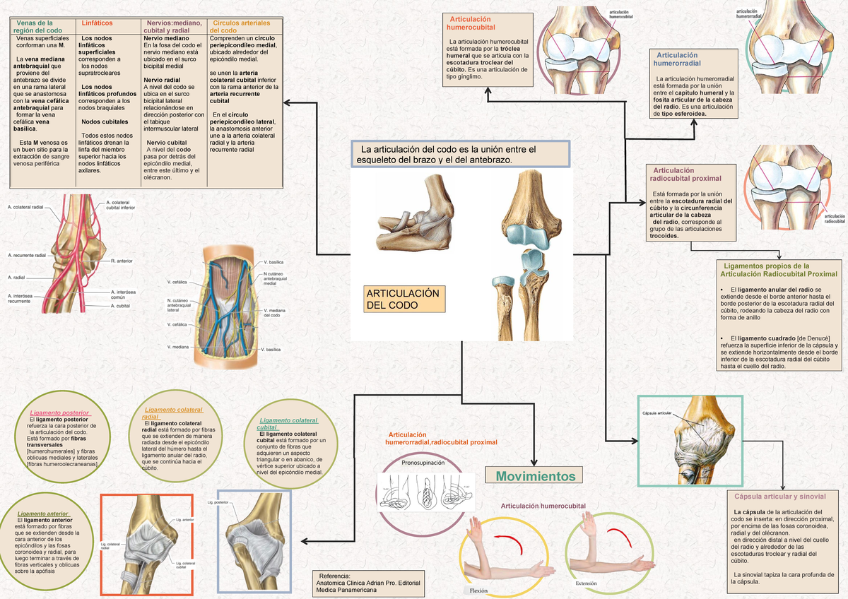 Infografia Codo Alli - La articulación del codo es la unión entre el ...
