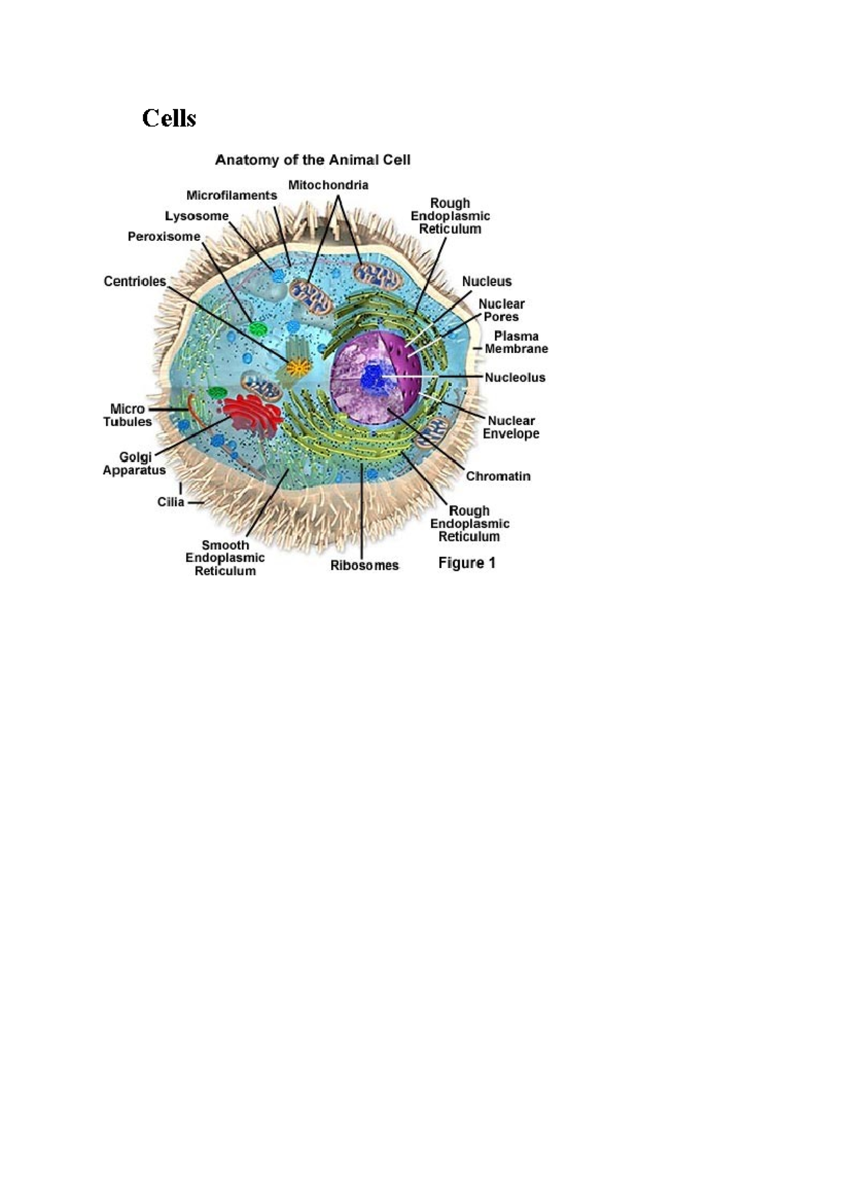 Cells Functions and Importance in Living Organisms - BIO101 - Studocu