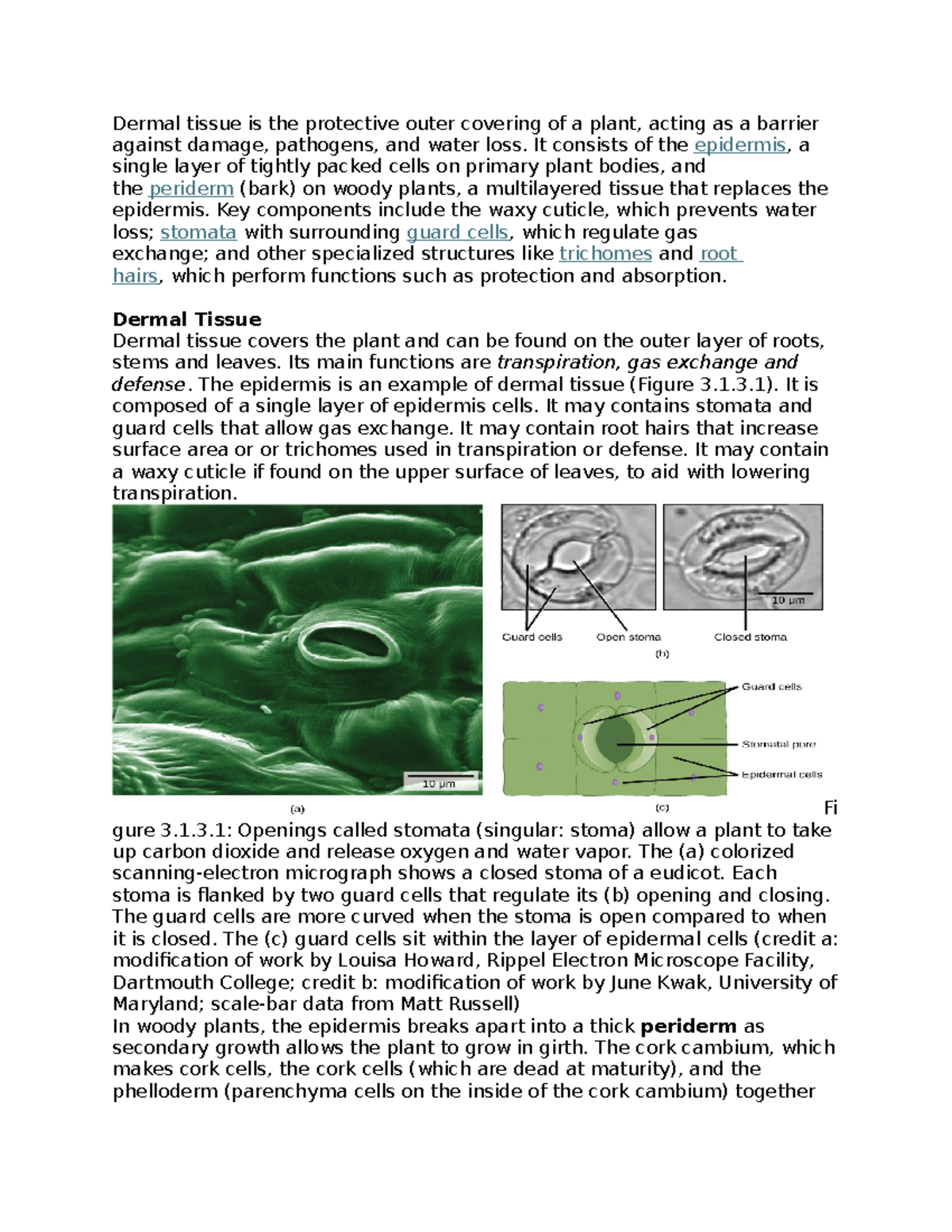 Plant Tissues Overview: Dermal, Ground, and Vascular (BIO 101) - Studocu