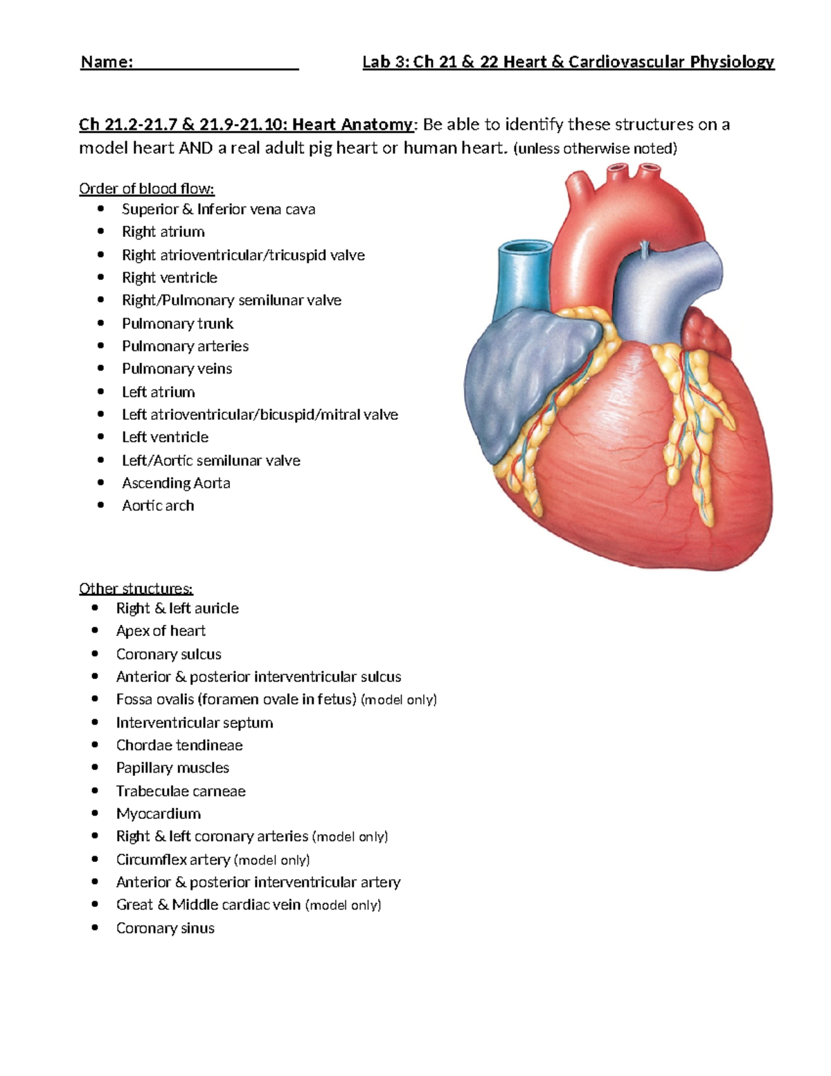 Lab 3: Ch 21 & 22 Heart Anatomy & Cardiovascular Physiology - Studocu