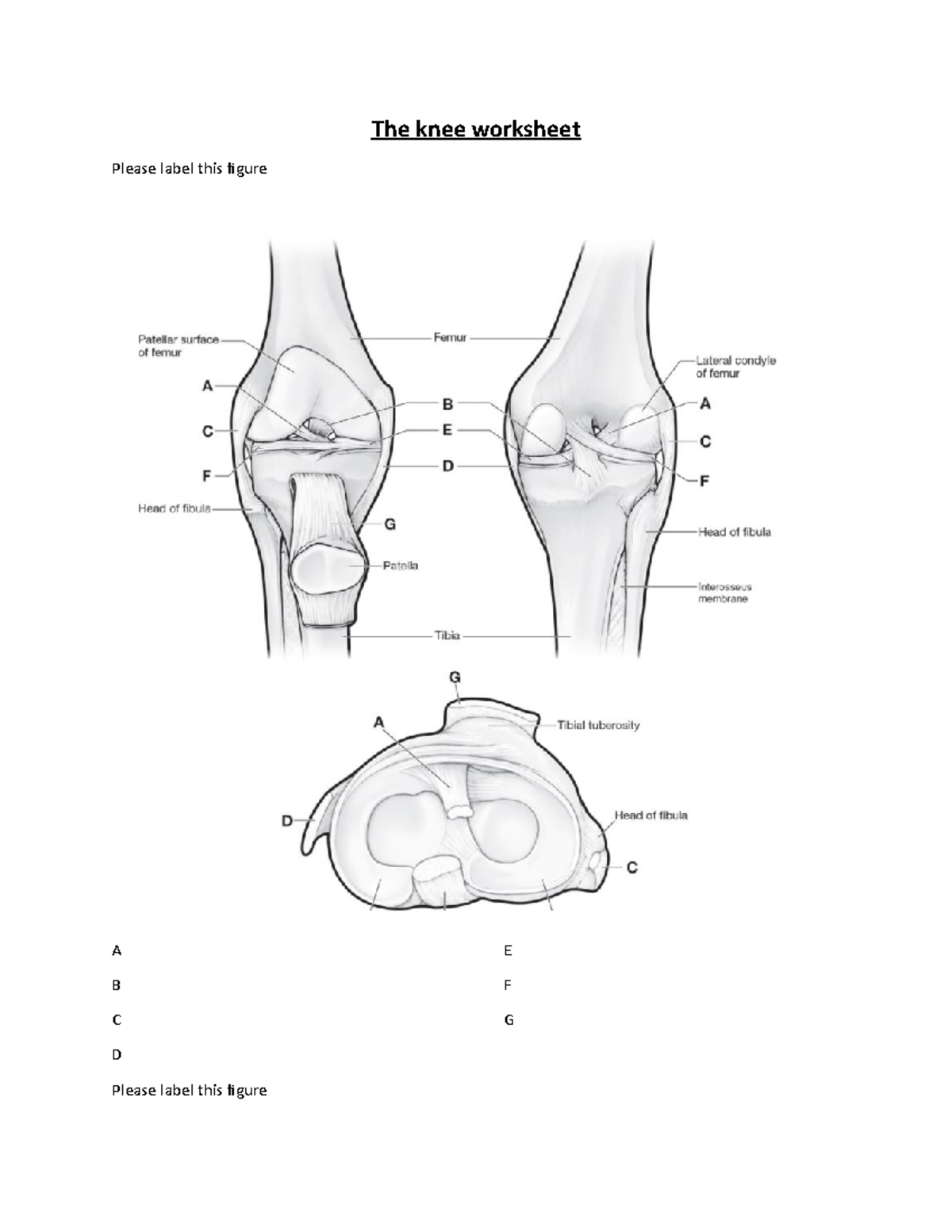 Patella Diagram Pencil