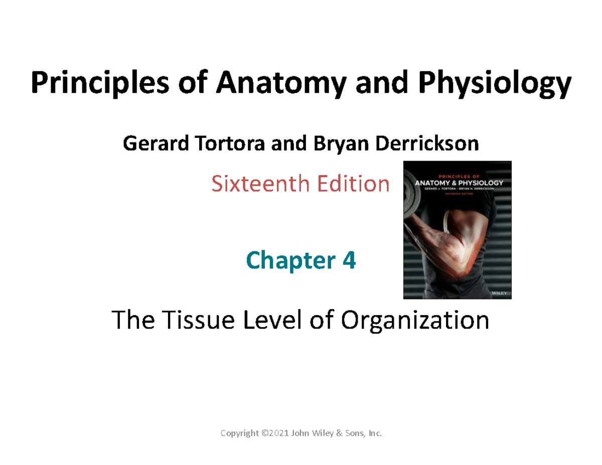 Chapter 4 - The Tissue Level of Organization (ML) - Studocu