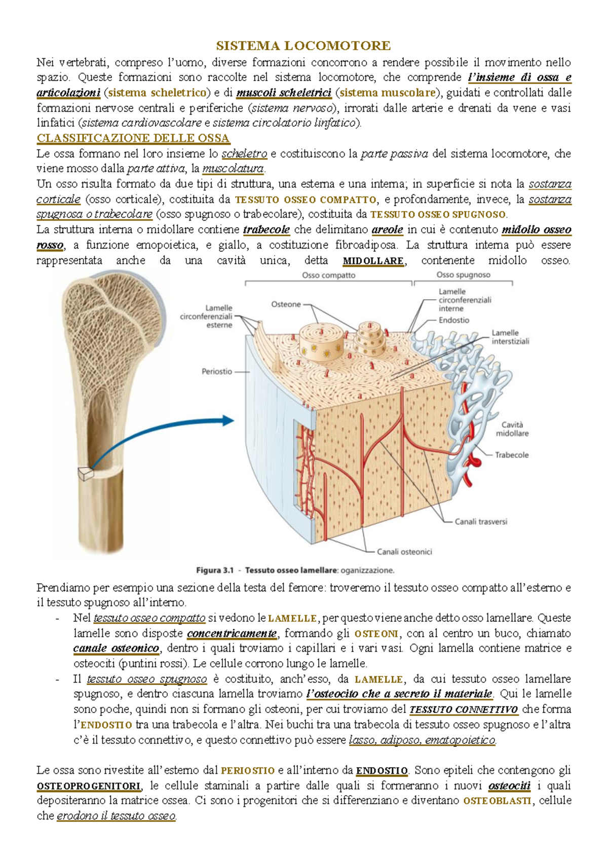 SISTEMA LOCOMOTORE E CLASSIFICAZIONE DELLE OSSA - SCHELETRO - Studocu