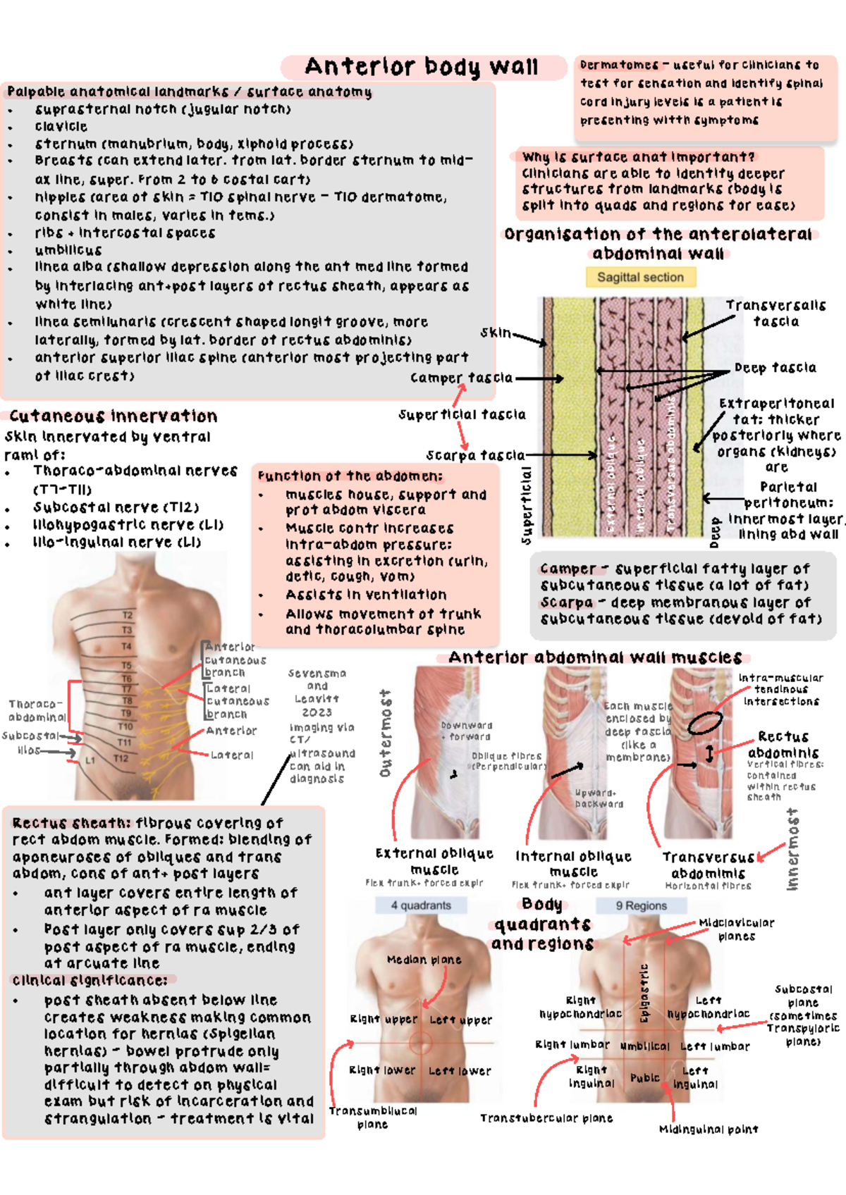 Trunk Anatomy Notes for Clinicians: Understanding Dermatomes and ...