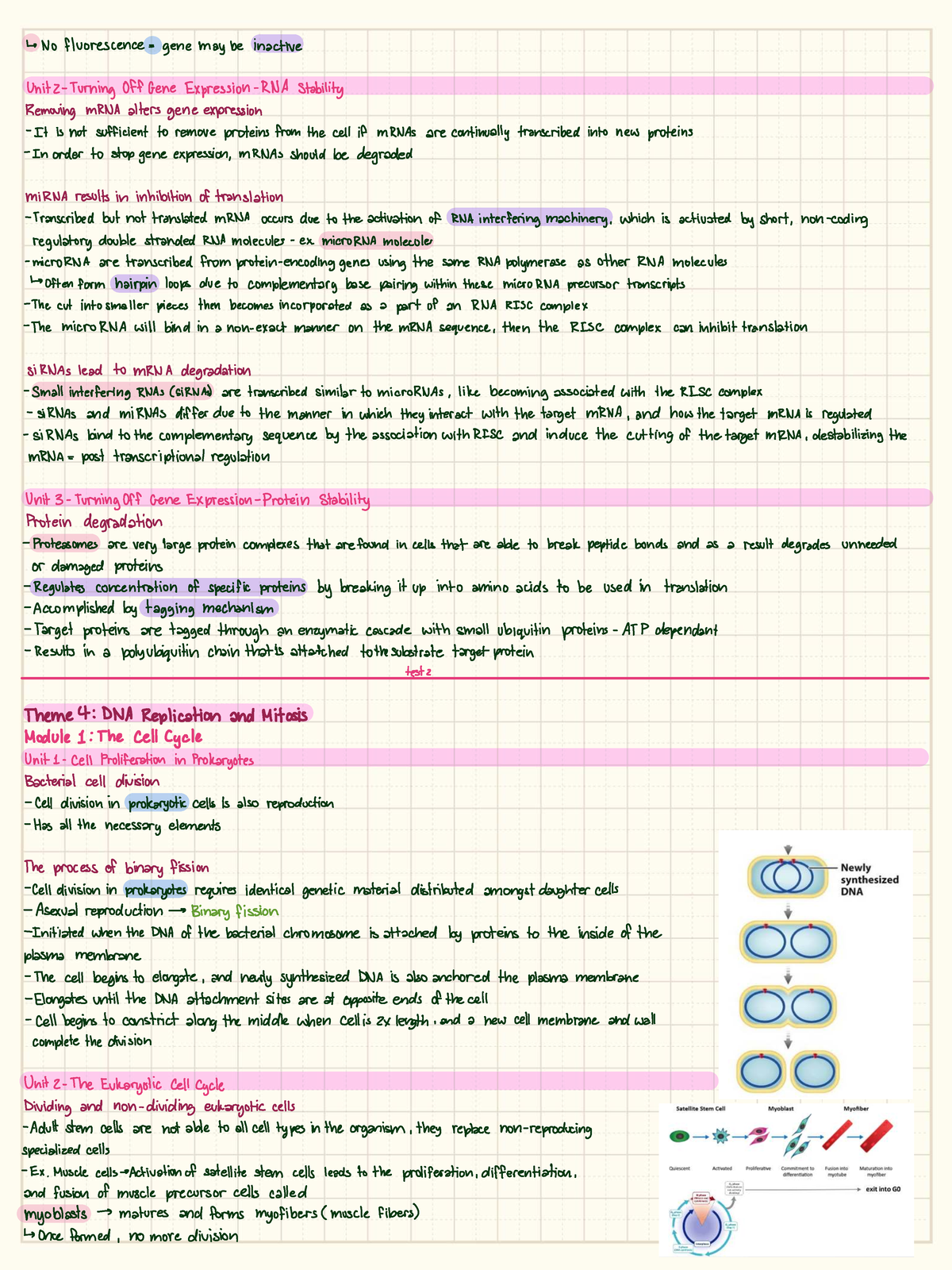 Bio 1A03 - Module Slides: Gene Expression and Cell Cycle Dynamics - Studocu