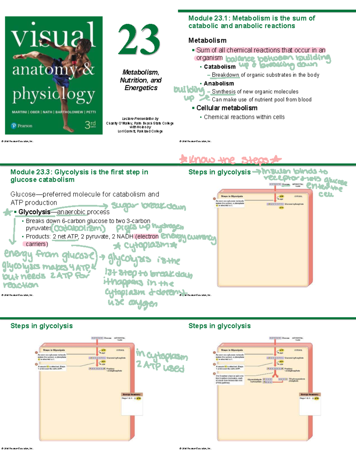 Metabolism and Nutritional Pathways Overview - PBSC Module 23 - Studocu