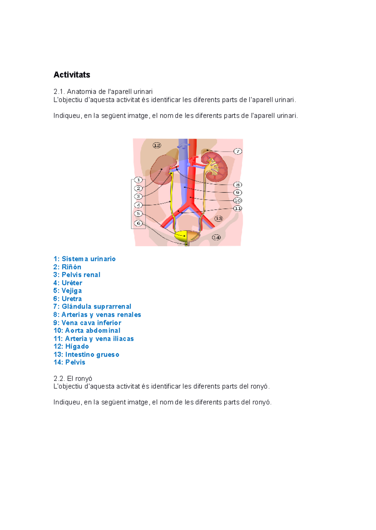 P2 Anatomia i Funció del Ronyó: Activitats i Mecanismes - Studocu