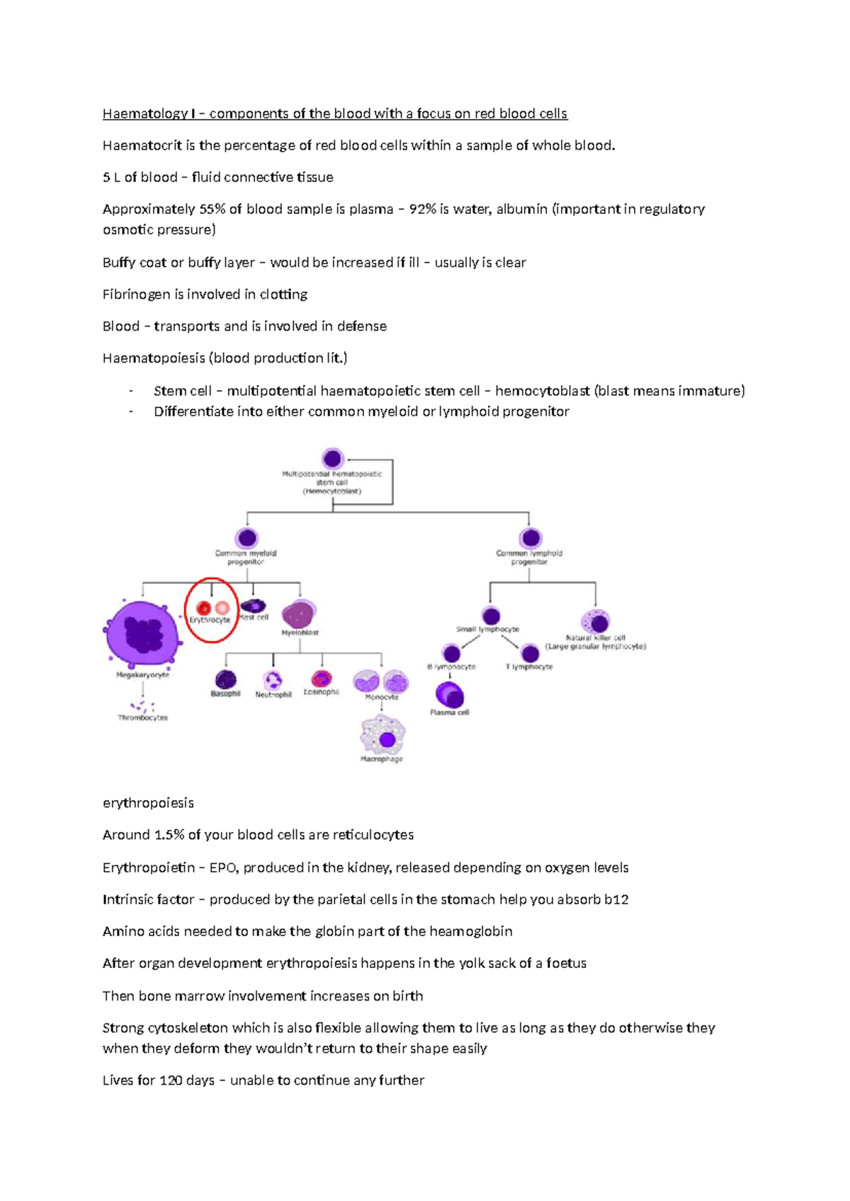 Haematology I: Components of Blood and Red Blood Cell Function - Studocu