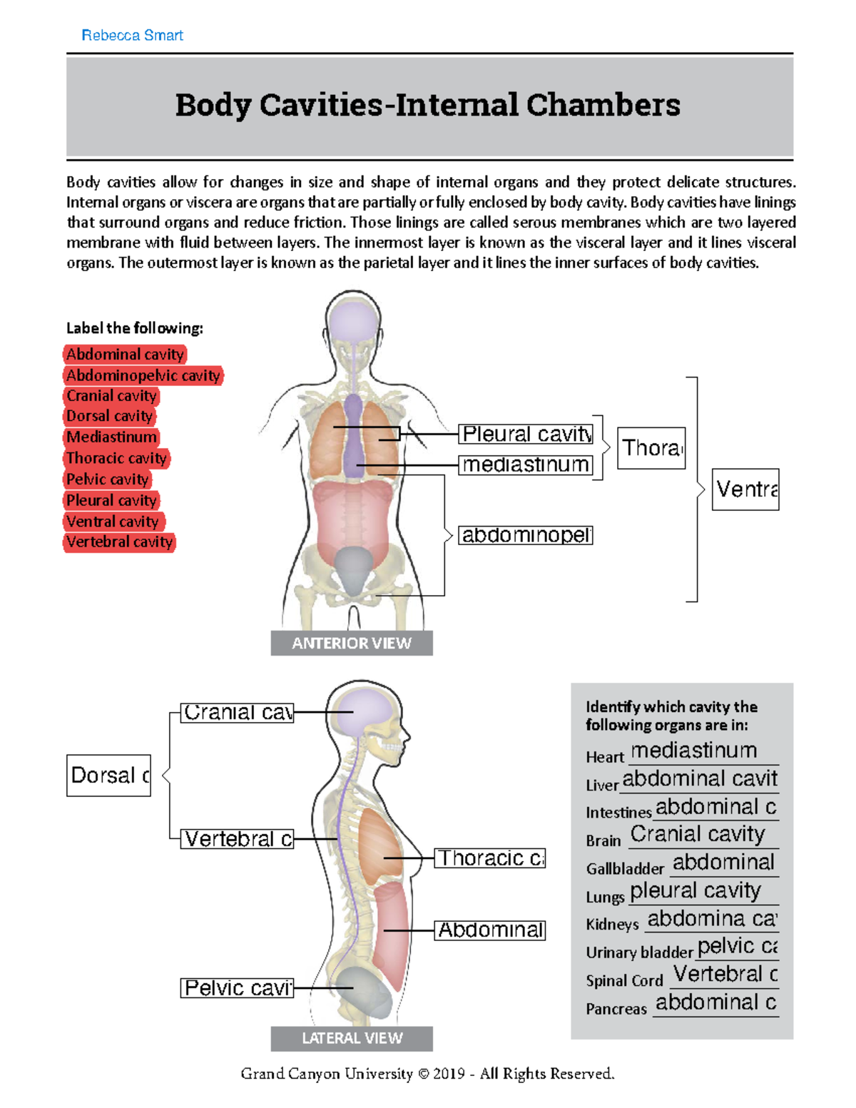 解剖学 1 Anatomy 1 BIO 191L RS Lab 1: Abdominopelvic Regions and Quadrants