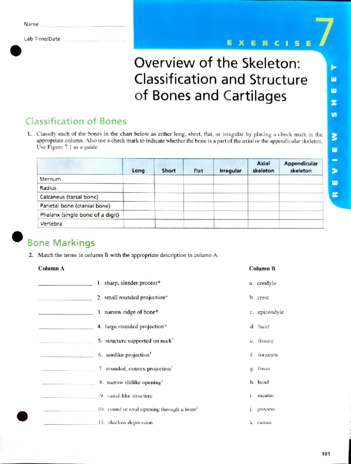 Lab Activity - Bones & Cartilage Overview (E XE RCISE) - Studocu