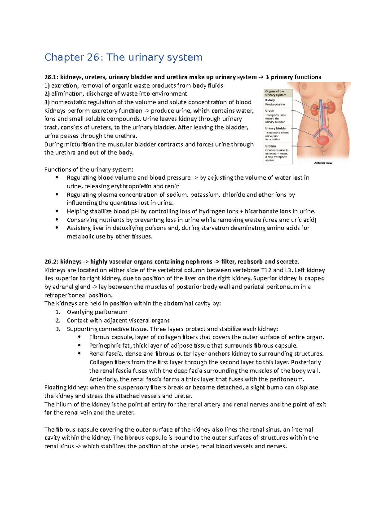 Functional Anatomy Of The Urinary System Exercise 26 Answers Urinary