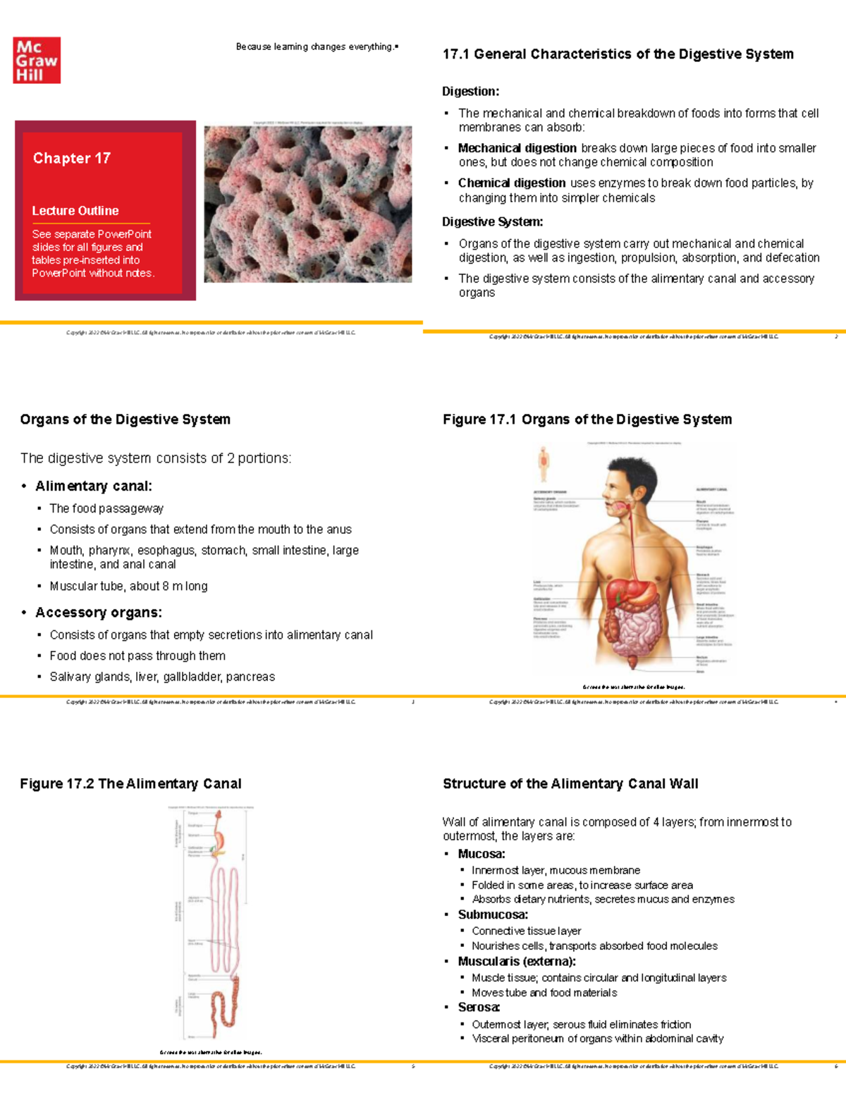 Digestive System Overview: Key Functions and Processes (BIO 101) - Studocu