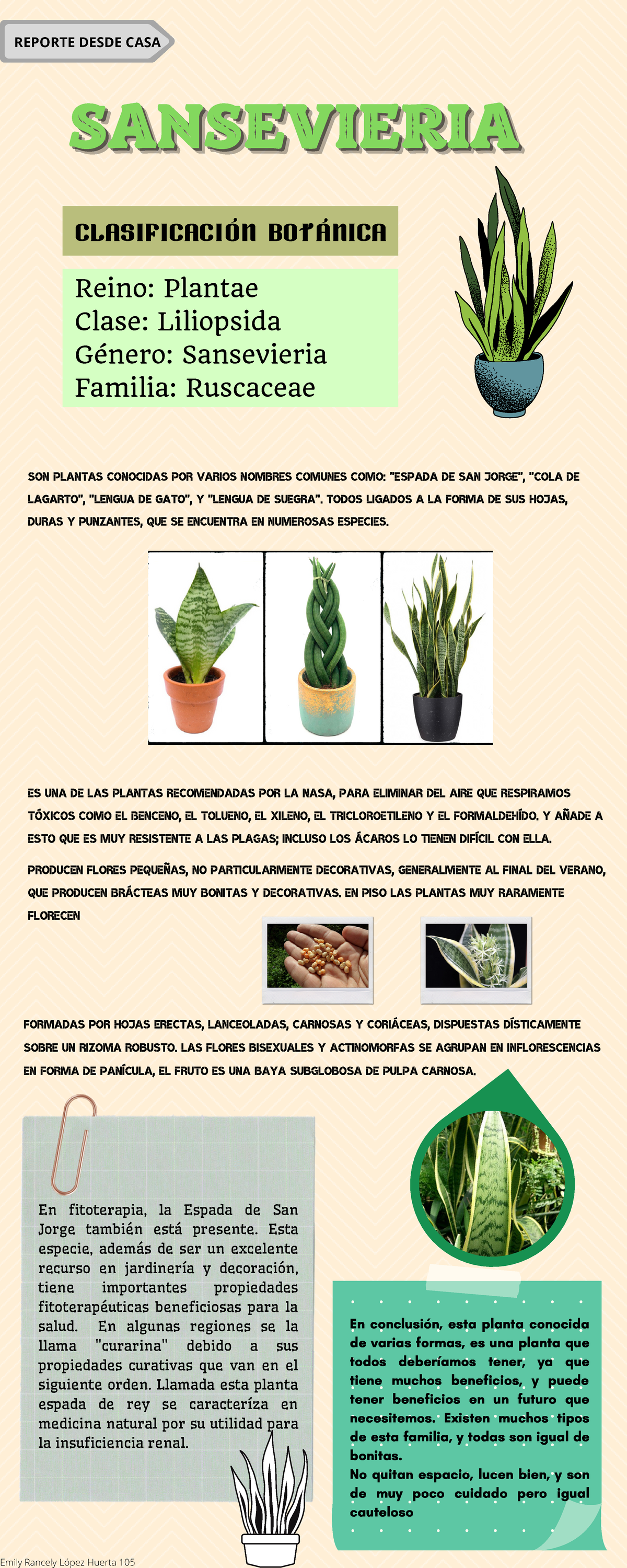 Clasificacin y Beneficios de la Sansevieria en Jardinera y Salud - Studocu