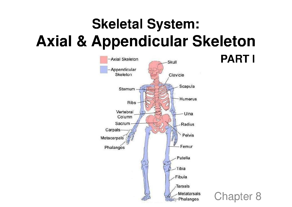 CH 8 Lecture - Axial & Appendicular Skeleton Overview (PART I) - Studocu