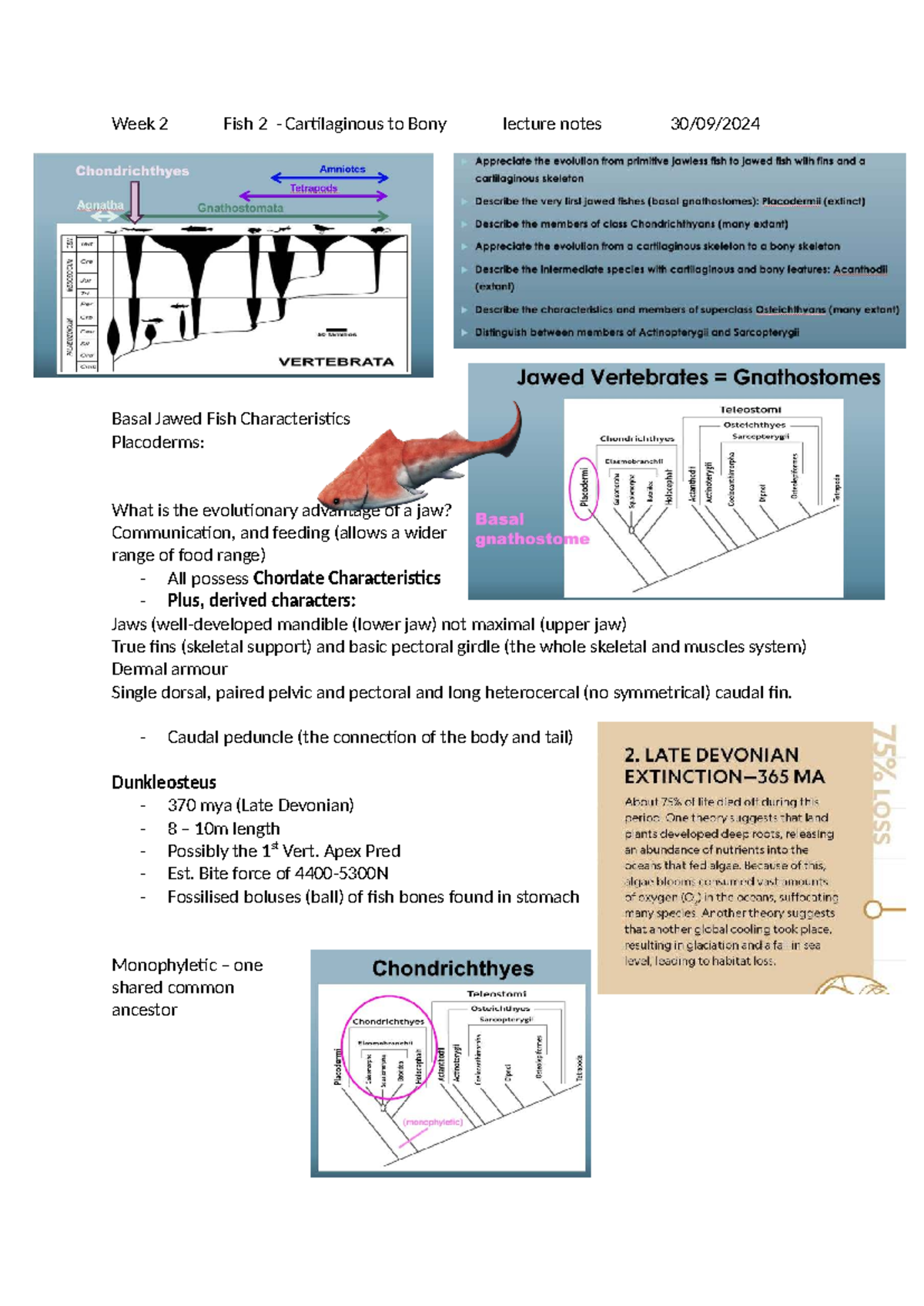 Week 2 Fish 2 Lecture Notes: Evolution from Cartilaginous to Bony Fish ...