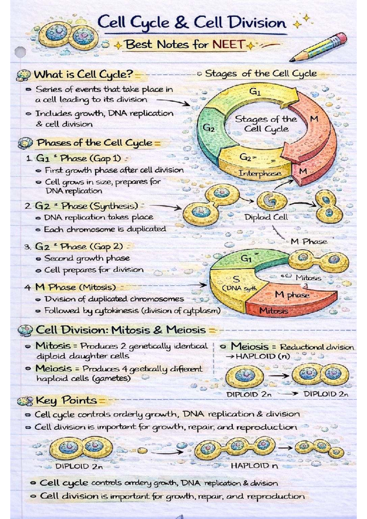 Cell Cycle & Division Best Notes for NEET: Key Concepts & Phases - Studocu