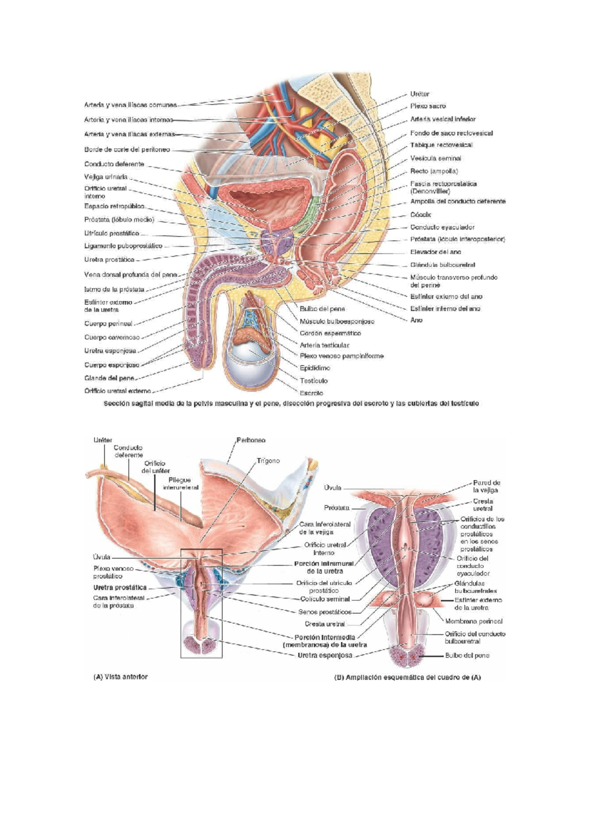 anatom-a-del-pene-estructuras-y-funciones-curso-de-anatom-a-studocu