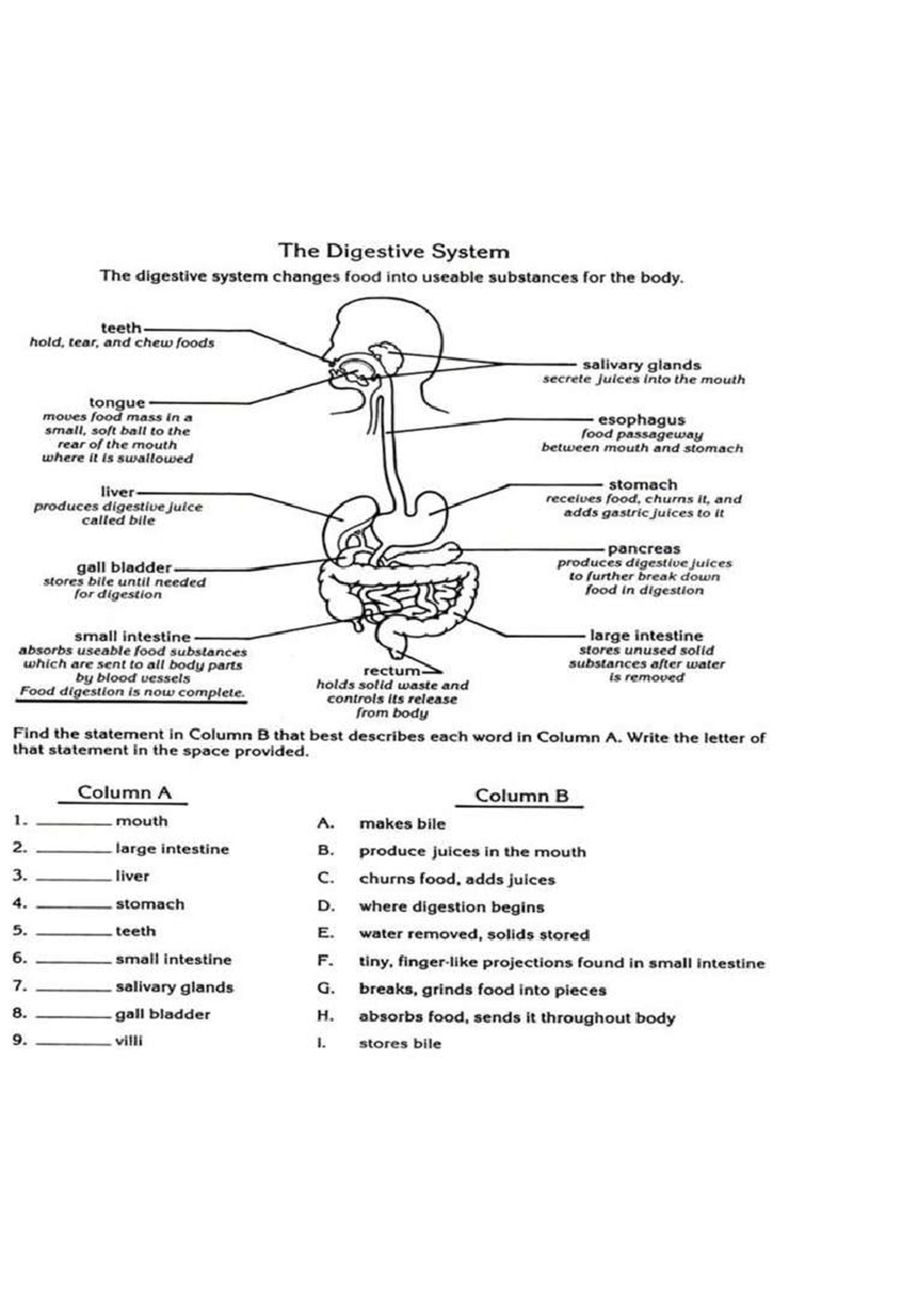 Digestive System Overview and Diagram - Studocu