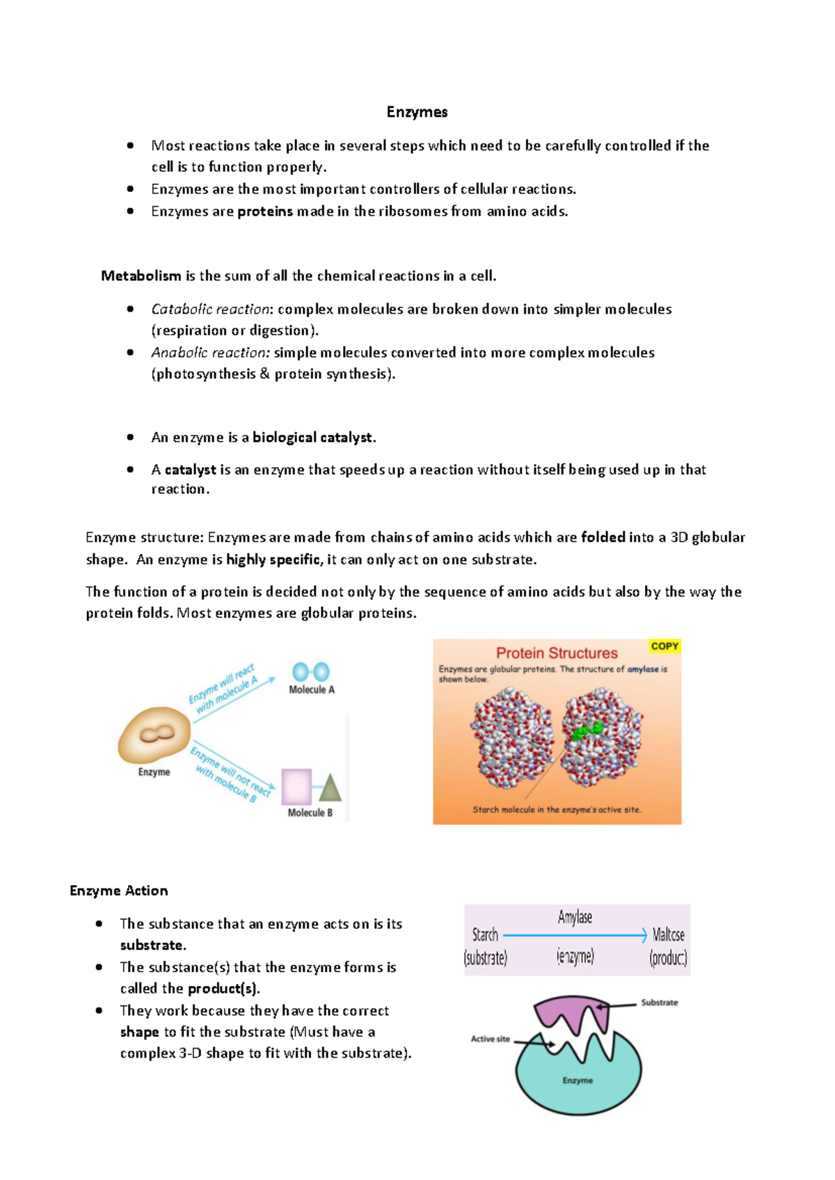 Enzymes Lecture Notes: Structure, Function, and Factors Affecting ...