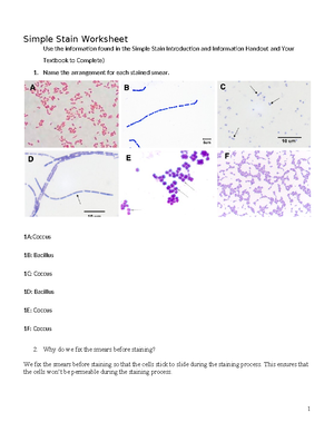 Gram Stain Lab - Gram Stain Simulation Analysis. What were the Gram ...