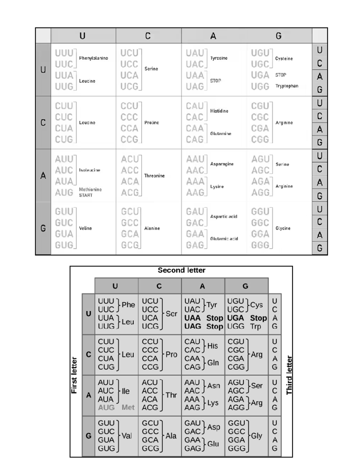 Codons table - no more - U C A G UUU UCU UAU UGU U Phenylalanine ...