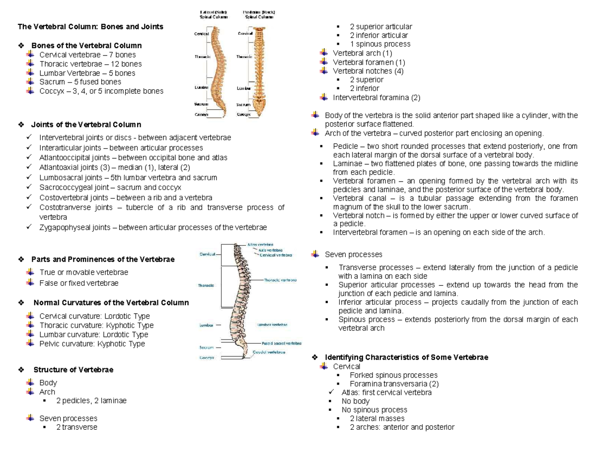 Vertebral Column: Anatomy, Joints, and Functions (BIO 101) - Studocu