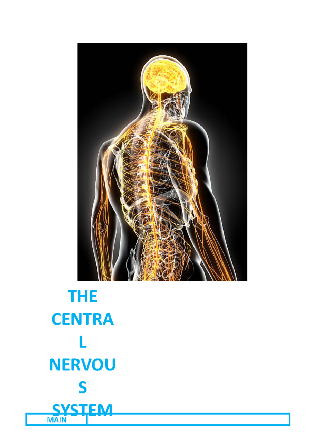 Central Nervous System - THE CENTRA L NERVO US SYSTEM MAIN STRUCTURES ...