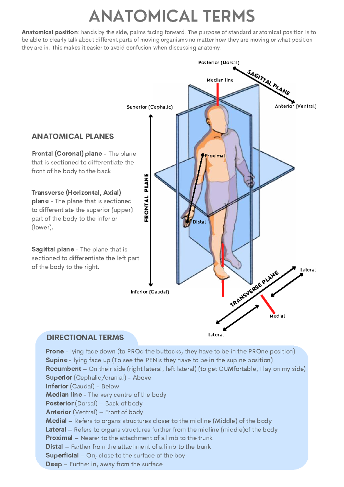 ANAT 101: Anatomical Terms Review and Directional Concepts - Studocu