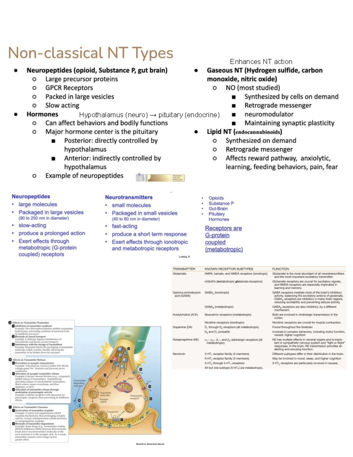 FBBC Exam 2 Cheat Sheet: Neuroendocrine System & Membrane Permeability ...
