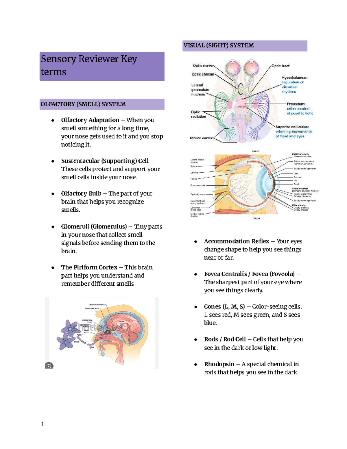Visual and Sensory Systems Key Terms Review (Recit-key-terms) - Studocu