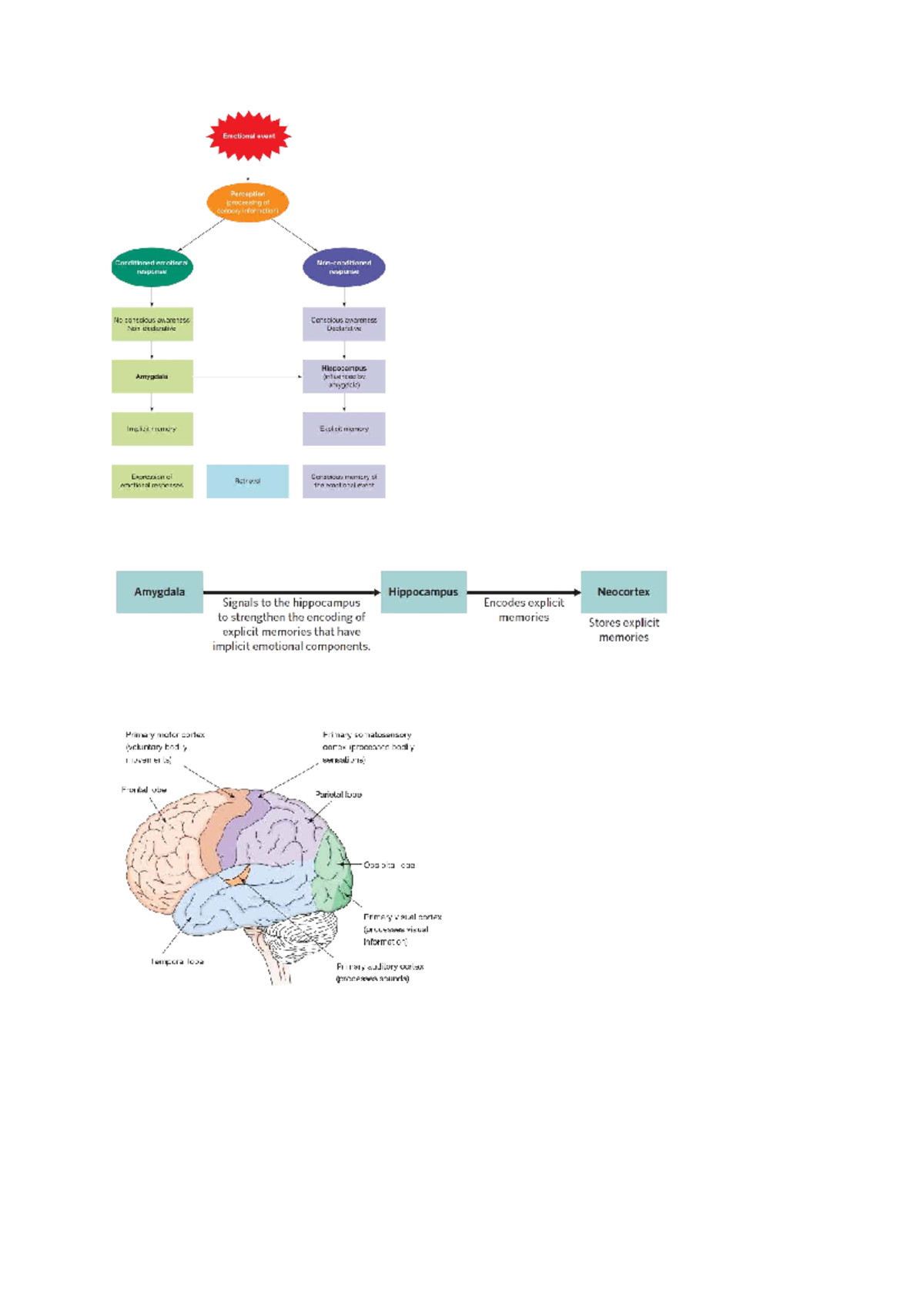 Psychology Notes 2: Emotional Event Perception & Memory Processing ...