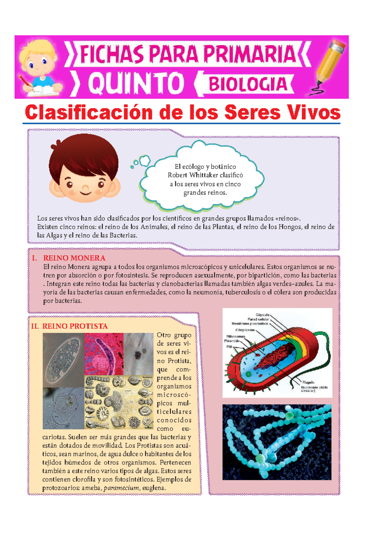 Clasificación de los Seres Vivos: Reinos para Quinto de Primaria - Studocu