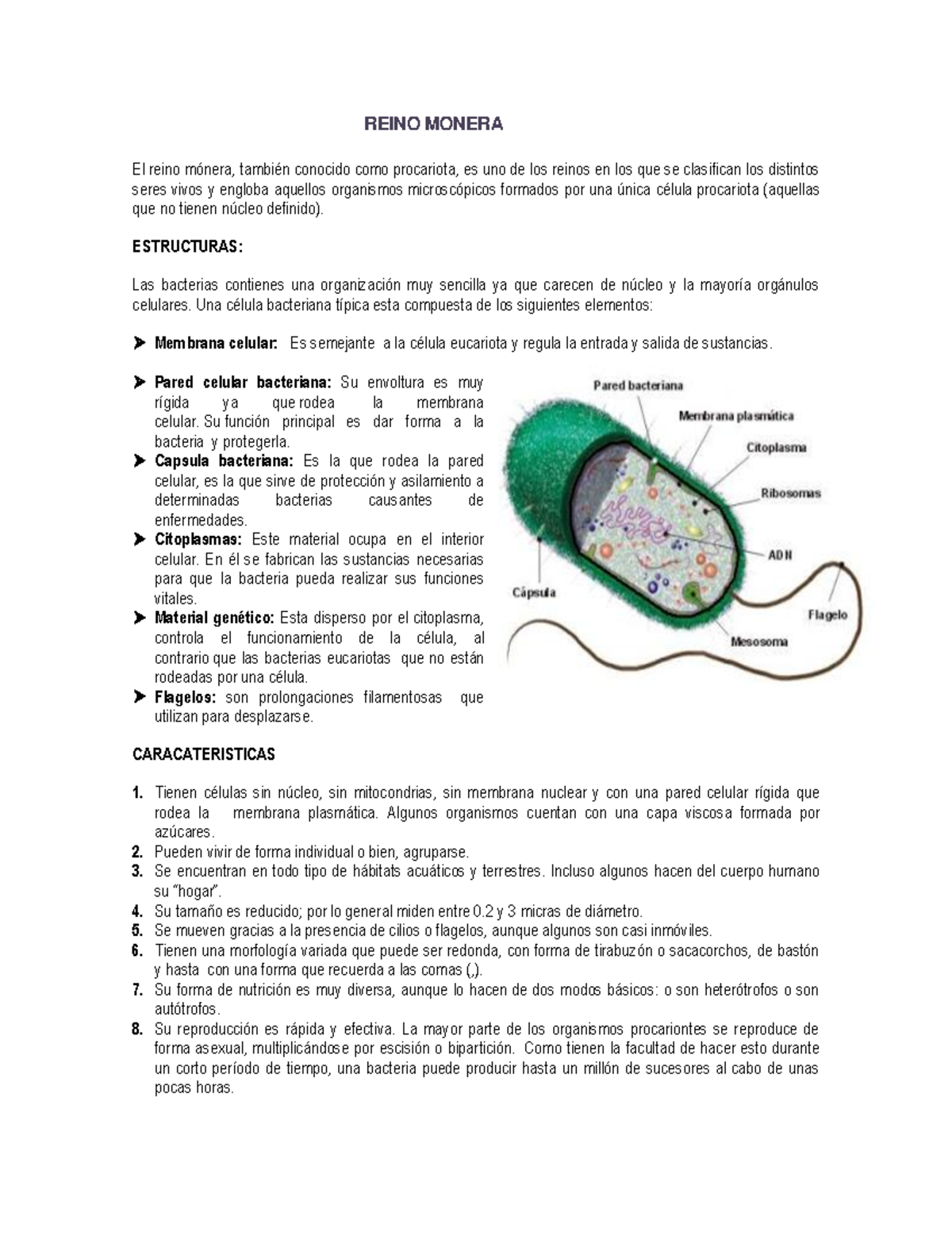 Reino Monera: Estructura, Características y Clasificación - Studocu