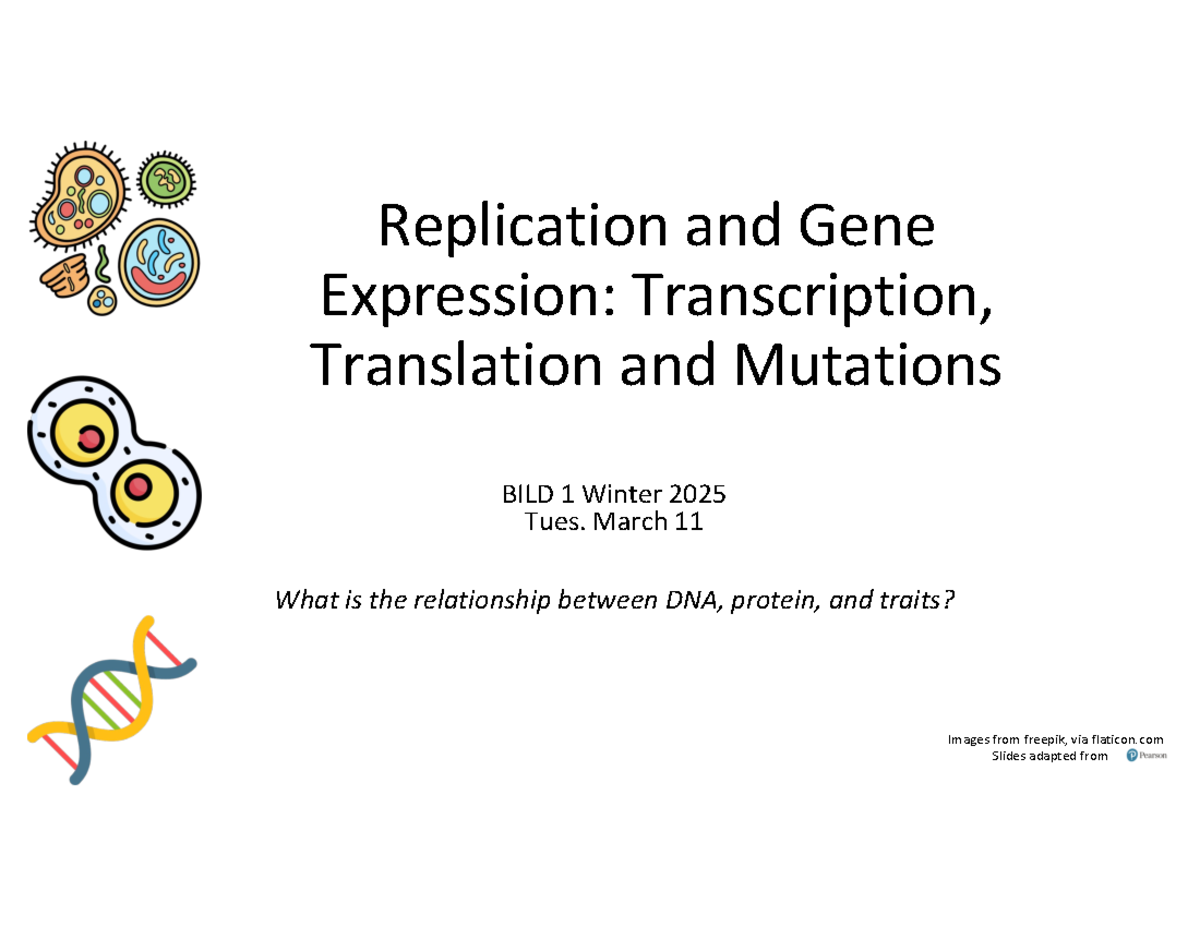 BILD1 Class 19: DNA Replication and Gene Expression Overview ...