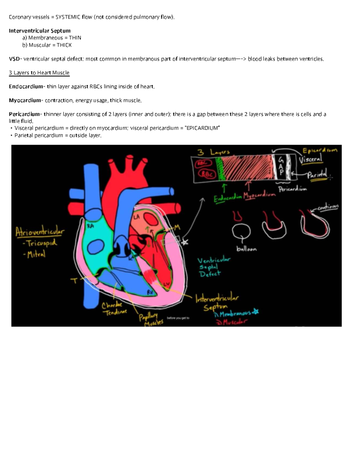 Cardiac - Basic cardiology concepts and anatomy - Biol 347 - ΔP Q R 1 ...