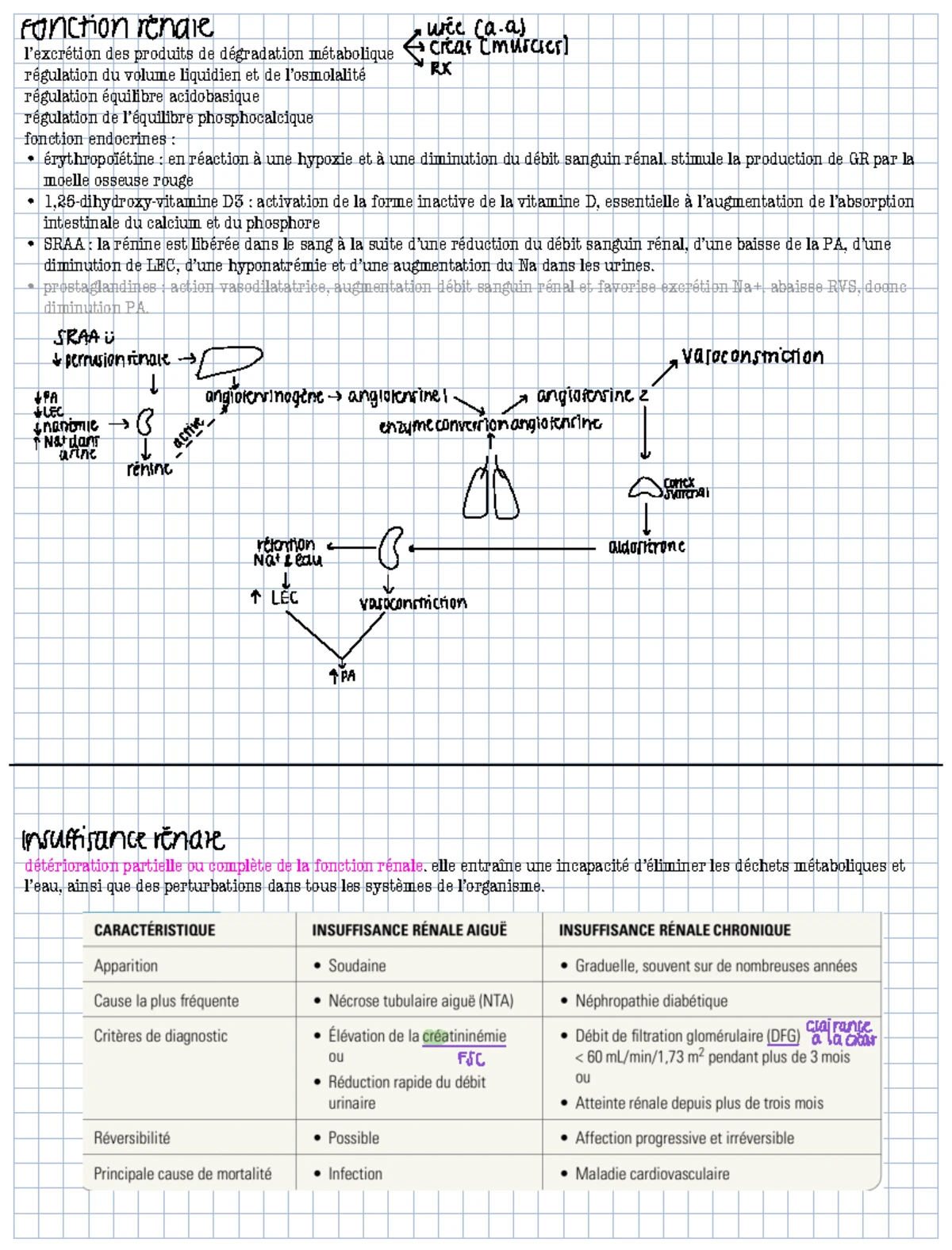 Régulation et Fonction Rénale : Notes de Cours sur l'IRA et l'IRC - Studocu