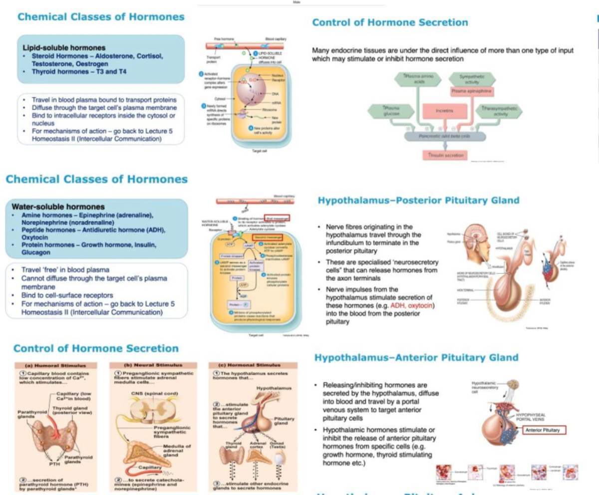Hormonal Control Mechanisms: Chemical Classes & Secretion (BIO 101 ...