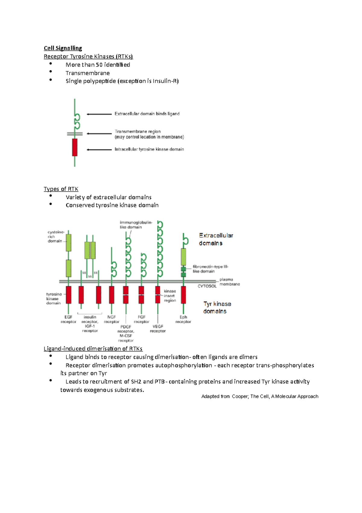 Cell Signalling - RTK Overview and Mechanisms Notes - Studocu