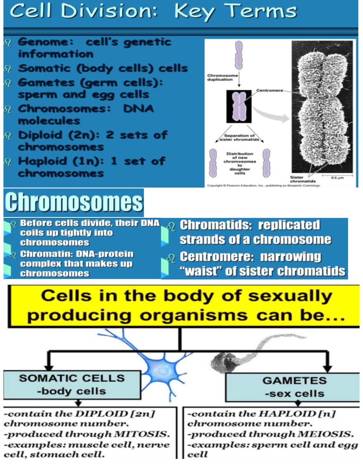 Cell division and mitosis - Cell Division: Key Terms of Genome: genetic ...