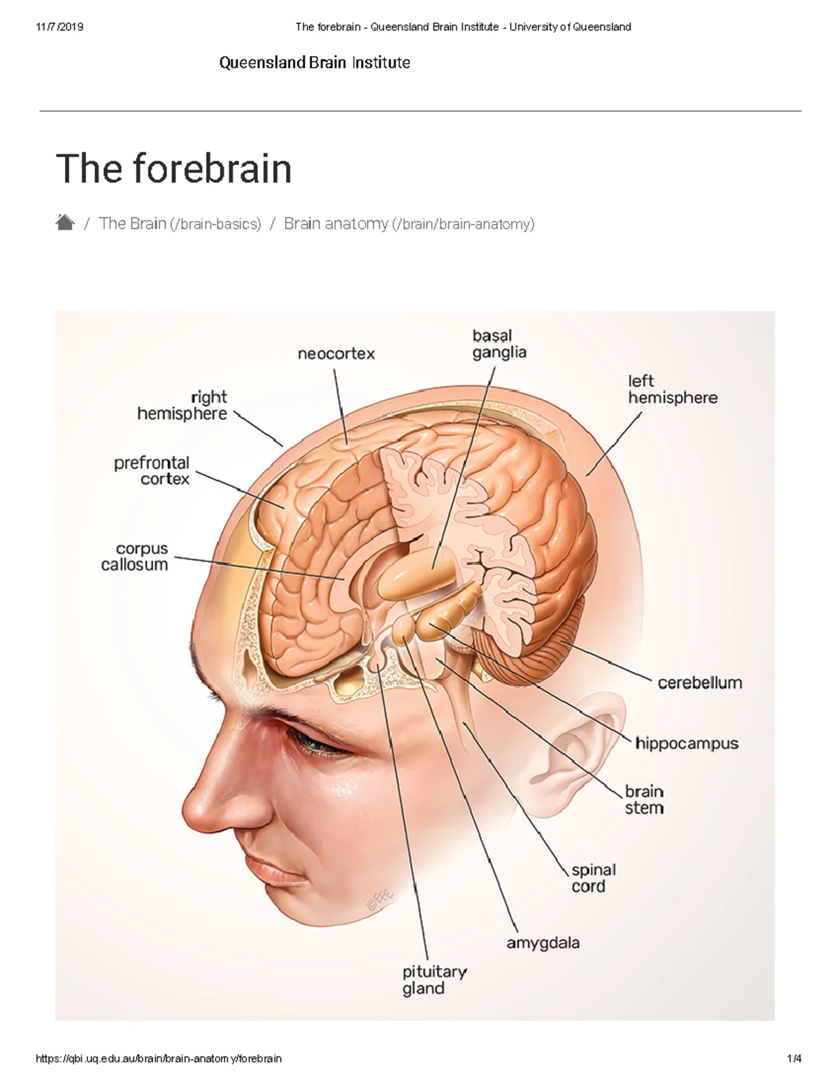 CS Lecture on Face Anatomy: Bones, Muscles, Arteries, and Veins - Studocu