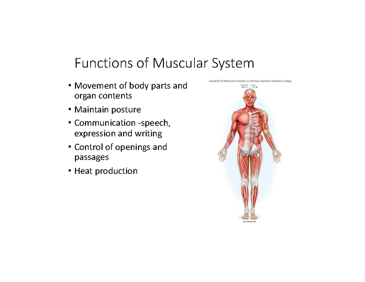 What Function Of Muscular System