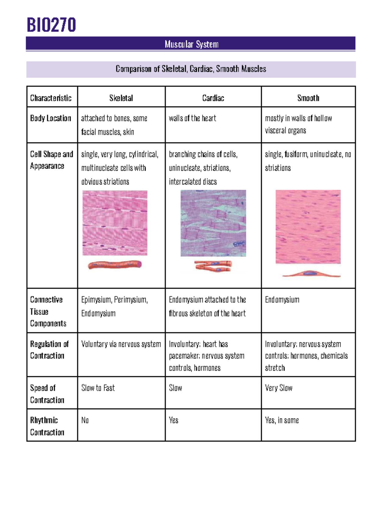 BIO270 Muscular System: Skeletal, Cardiac & Smooth Muscle Notes - Studocu