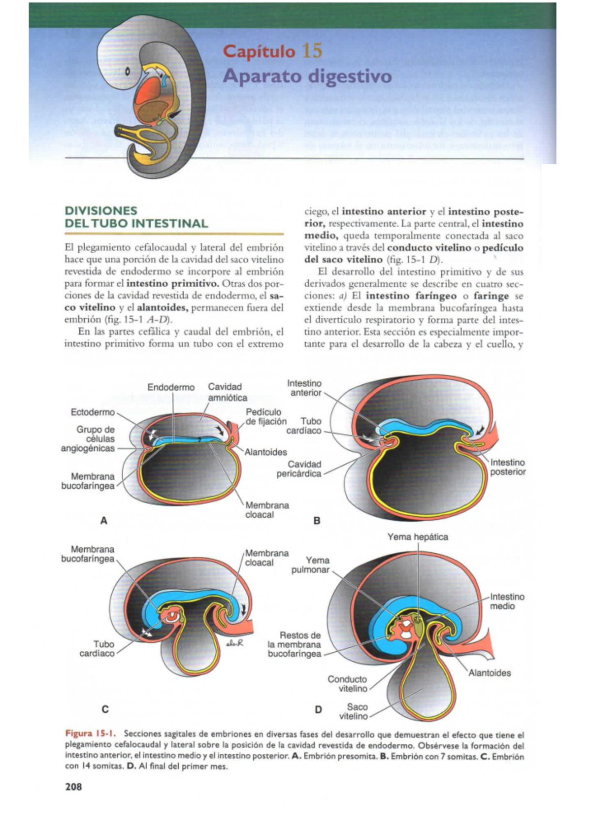 Capítulo 15: Desarrollo del Aparato Digestivo en Embriología (Langman 12) - Document Preview