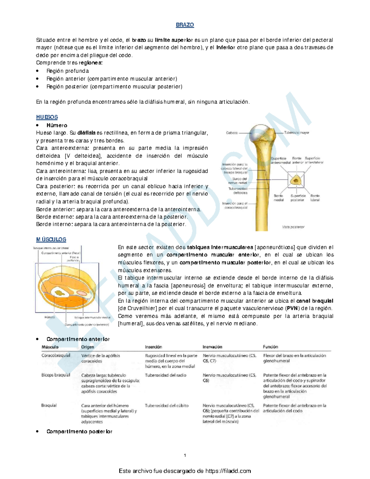 TP 3 - Anatomía del Brazo, Codo y Antebrazo en Detalle - Document Preview