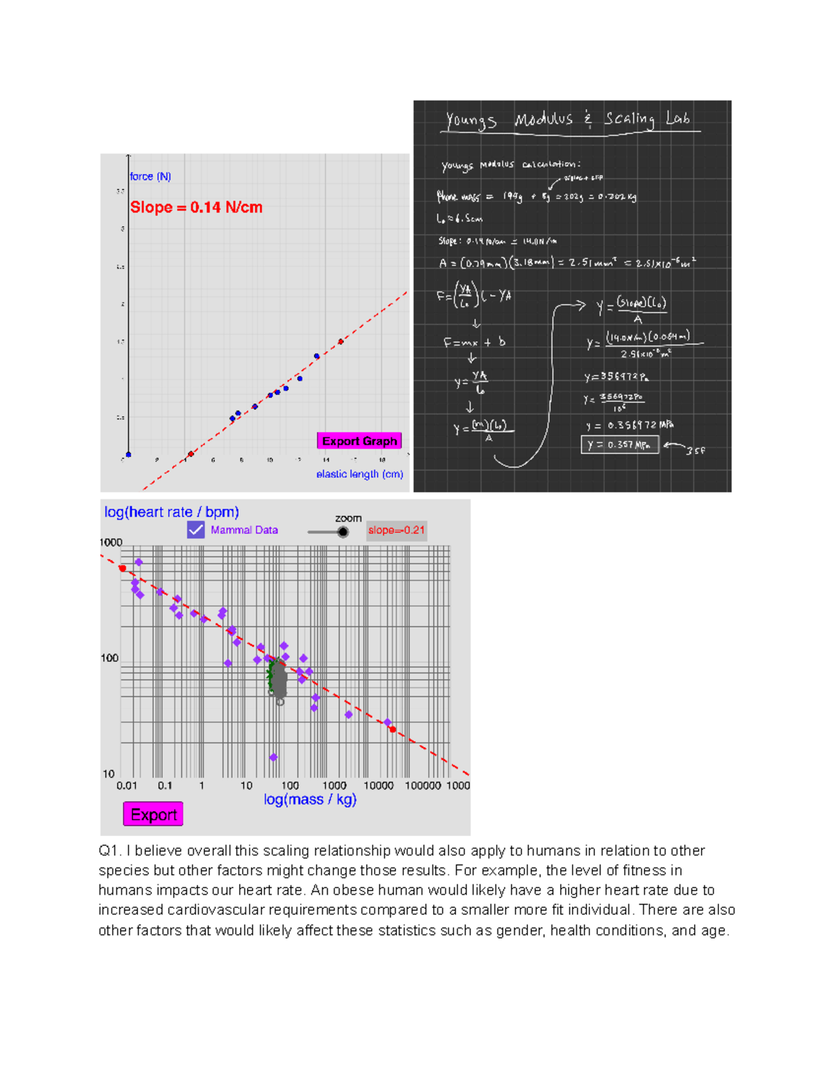 Physics Lab: Young's Modulus & Scaling Relationships Analysis - Studocu